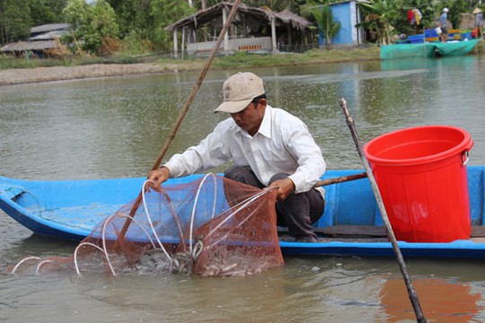 Trúng mùa được giá, nông dân phấn khởi - Ảnh 2.