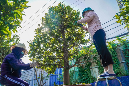 Làng mai Thủ Đức tất bật vào mùa - Ảnh 1.