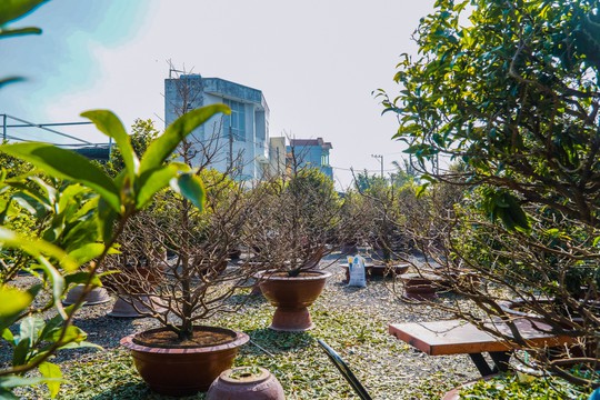 Làng mai Thủ Đức tất bật vào mùa - Ảnh 2.
