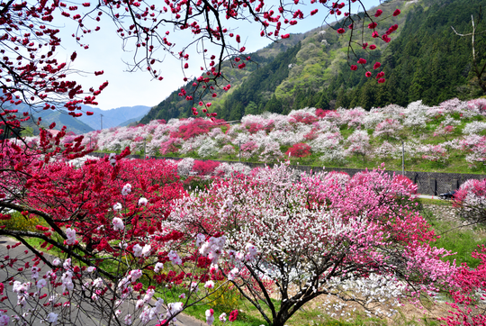 Thưởng lãm 3 sắc hoa anh đào tuyệt đẹp ở Fukushima - Ảnh 4.