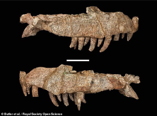 Cá sấu lai khủng long 240 triệu tuổi: Mỗi chiếc răng là 1 con dao - Ảnh 3.