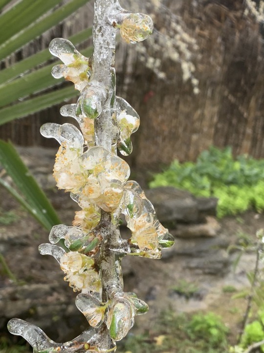 Hoa đào đóng băng giữa mùa xuân, du khách đổ xô ra miền Bắc săn tuyết - Ảnh 12.