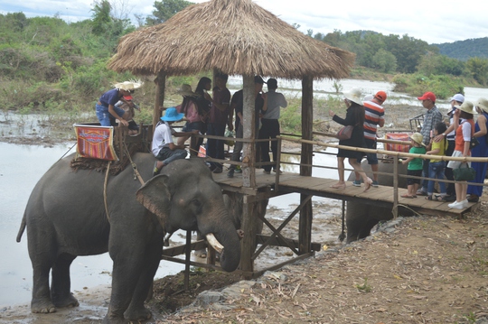 Du khách xót xa trước cảnh voi bị hành hạ, cõng khách du lịch - Ảnh 4.