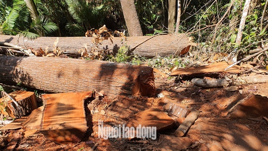Cận cảnh cánh rừng ở Măng Đen bị tàn phá - Ảnh 2.