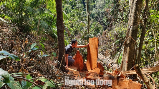 Cận cảnh cánh rừng ở Măng Đen bị tàn phá - Ảnh 4.