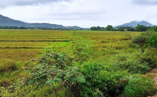 Nở rộ tình trạng cò chuyển đổi đất nông nghiệp sang đất ở, Đà Nẵng phát đi cảnh báo - Ảnh 1.