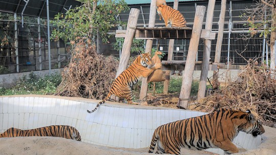Quảng Bình đón 7 con hổ về nuôi dưỡng đặc biệt ở Phong Nha - Kẻ Bàng - Ảnh 1.
