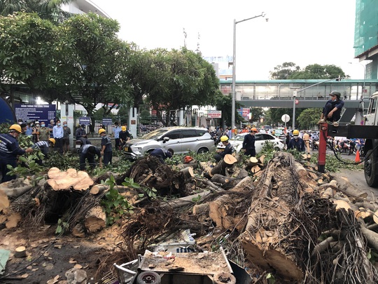 CLIP: Xử lý cây đa khổng lồ ngã trước Bệnh viện Ung bướu TP HCM - Ảnh 1.