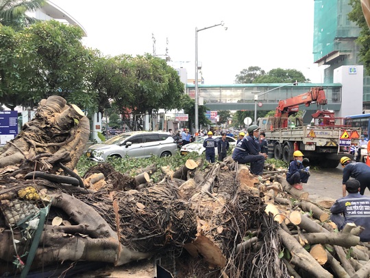CLIP: Xử lý cây đa khổng lồ ngã trước Bệnh viện Ung bướu TP HCM - Ảnh 2.