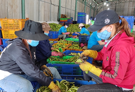 Giảm chi phí đầu vào cho nông sản - Ảnh 1.