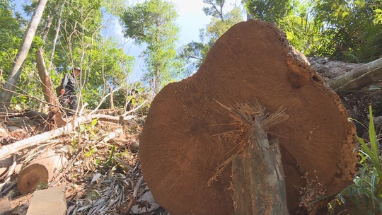 Giám đốc công ty để mất hơn 303 ha rừng chỉ bị phạt tù dưới khung - Ảnh 2.