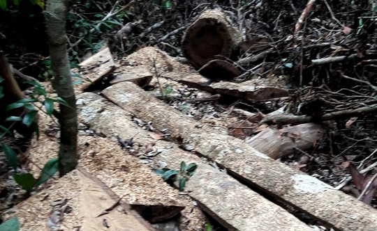 Điều tra vụ ngang nhiên phá rừng chiếm đất ở Lâm Đồng - Ảnh 5.