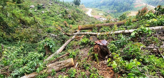 Điều tra vụ ngang nhiên phá rừng chiếm đất ở Lâm Đồng - Ảnh 3.