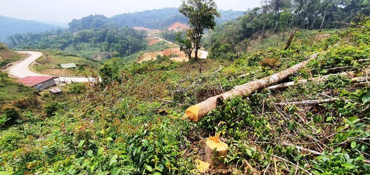 Điều tra vụ ngang nhiên phá rừng chiếm đất ở Lâm Đồng - Ảnh 2.