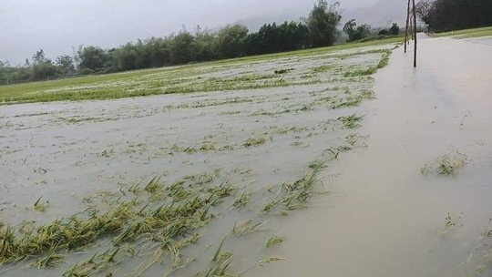 Thừa Thiên - Huế: Giao thông chia cắt, nông dân nguy cơ trắng tay vì mưa lũ trái mùa - Ảnh 3.