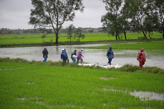 Người dân Quảng Trị chạy đua cứu hàng ngàn hecta lúa ngập úng - Ảnh 3.