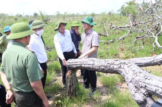 Bí thư, chủ tịch tỉnh Đắk Lắk kiểm tra hiện trường vụ phá rừng gây xôn xao dư luận - Ảnh 1.