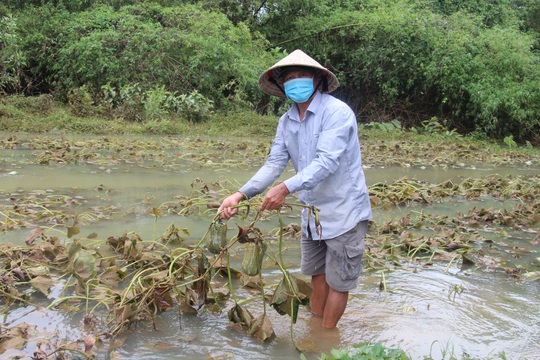 Dân Quảng Nam, Quảng Trị xót xa nhìn cảnh mưa lũ dị thường xóa đồng ruộng - Ảnh 13.