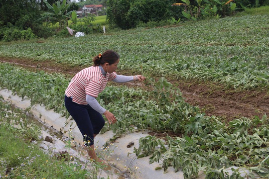 Dân Quảng Nam, Quảng Trị xót xa nhìn cảnh mưa lũ dị thường xóa đồng ruộng - Ảnh 12.