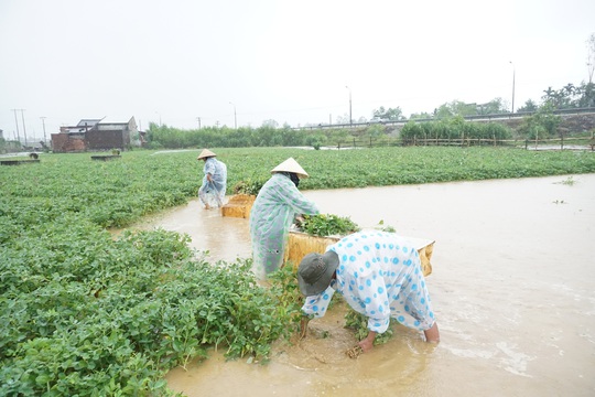 Dân Quảng Nam, Quảng Trị xót xa nhìn cảnh mưa lũ dị thường xóa đồng ruộng - Ảnh 3.