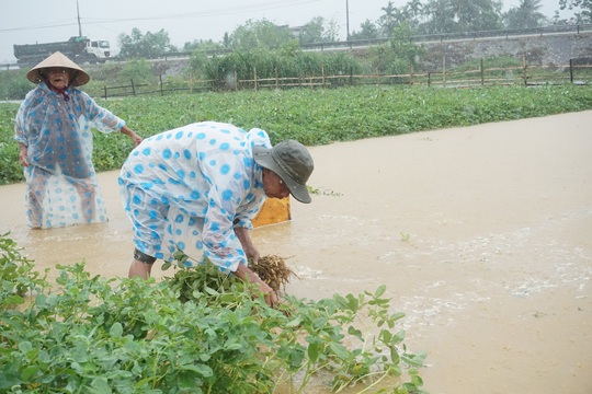 Dân Quảng Nam, Quảng Trị xót xa nhìn cảnh mưa lũ dị thường xóa đồng ruộng - Ảnh 5.