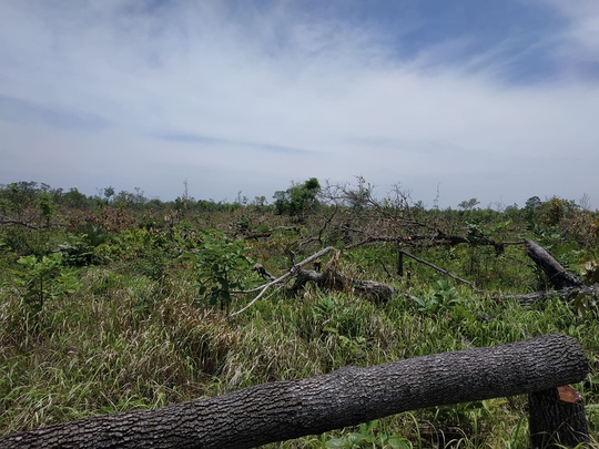 Chủ tịch tỉnh Đắk Lắk chỉ đạo xử lý nghiêm vụ phá rừng trên diện tích 300 ha - Ảnh 1.