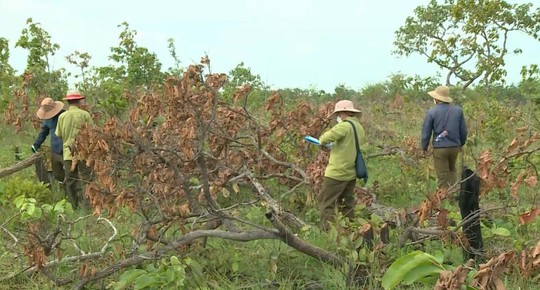 Chủ tịch tỉnh Đắk Lắk chỉ đạo xử lý nghiêm vụ phá rừng trên diện tích 300 ha - Ảnh 3.