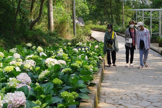 Hàng ngàn cây hoa khoe sắc tại Lễ hội tình yêu hòn Trống Mái - Ảnh 3.