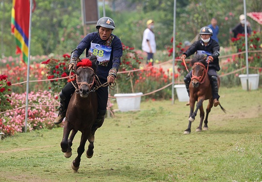 Những chiến mã Tây Bắc tung vó giữa ngợp ngời hoa hồng tại mùa giải “Vó ngựa trên mây” - Ảnh 3.