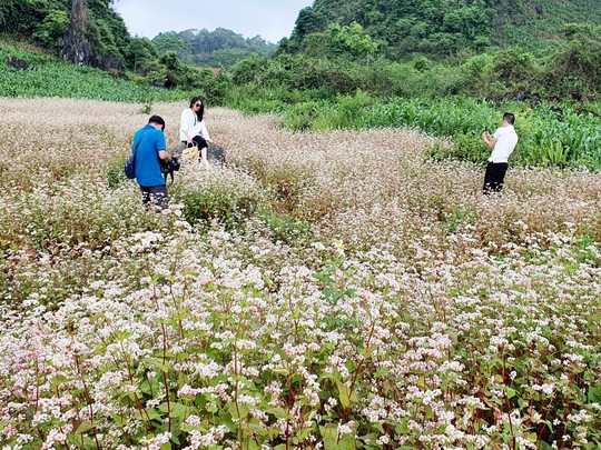 Ngỡ ngàng ngắm hoa tam giác mạch trái mùa ở Hà Giang - Ảnh 6.