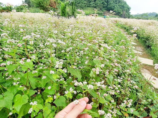 Ngỡ ngàng ngắm hoa tam giác mạch trái mùa ở Hà Giang - Ảnh 7.