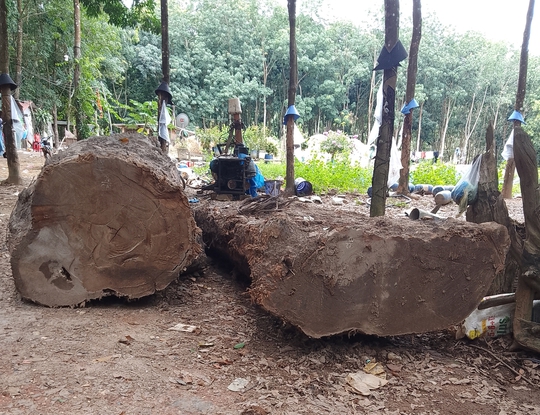 Đào được khúc gỗ dưới ruộng, báo chính quyền, công an vẫn tạm giữ - Ảnh 1.