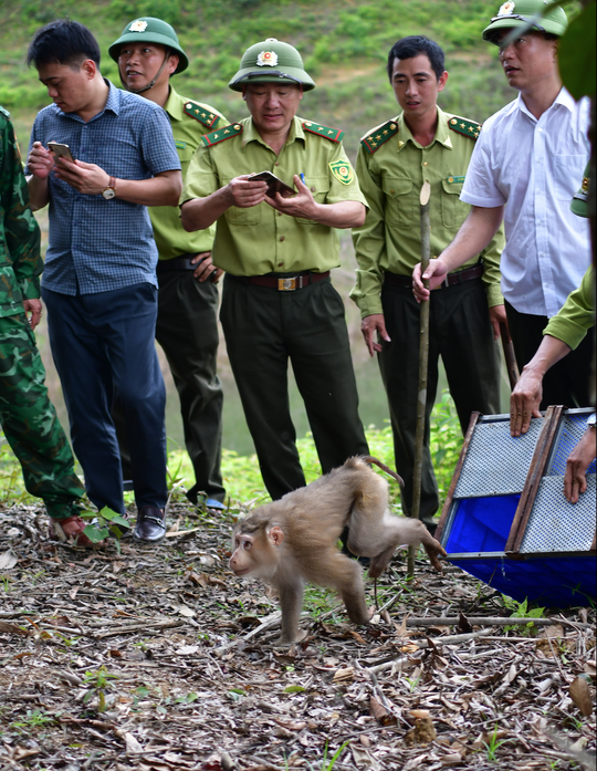 CLIP: Tái thả nhiều động vật hoang dã vào Vườn Di sản ASEAN - Ảnh 5.