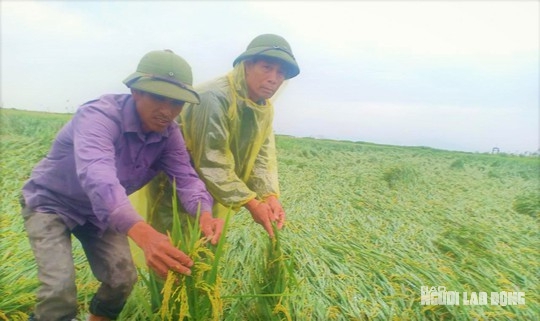 Quảng Bình: Nông dân điêu đứng vì gần 3.000 ha lúa vụ Đông - Xuân bị đổ rạp, lên mộng - Ảnh 2.