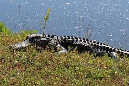 Mỹ: Bị cá sấu kéo xuống ao nhấn chết - Ảnh 1.