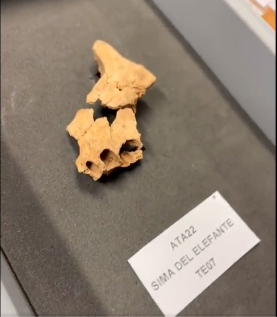 Giải mã phần xương mặt xa xưa nhất của loài người tiền sử - Ảnh 1.