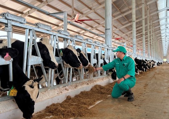 Hành trình đàn bò sữa 1.000 con của Vinamilk từ Mỹ “quá cảnh” Việt Nam để về trang trại Lào - Ảnh 6.