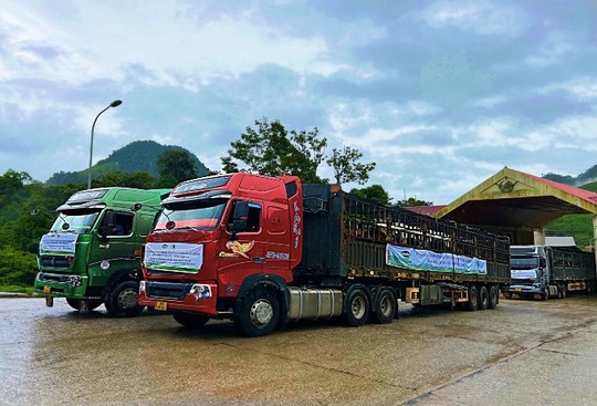 Hành trình đàn bò sữa 1.000 con của Vinamilk từ Mỹ “quá cảnh” Việt Nam để về trang trại Lào - Ảnh 3.