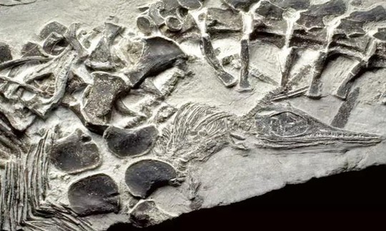 Hóa thạch tình yêu dành cho vẻ đẹp và sự kỳ diệu của thiên nhiên từ hàng trăm triệu năm trước - Ảnh 5.