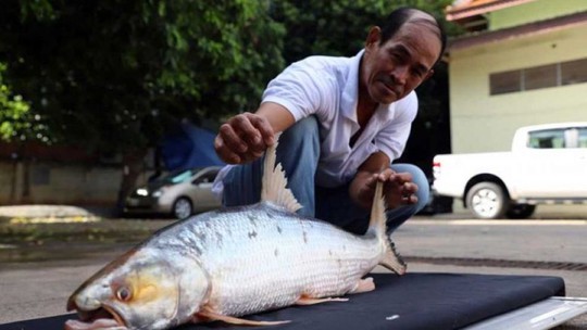 Campuchia phát hiện loài cá chép khổng lồ tưởng đã tuyệt chủng - Ảnh 1.