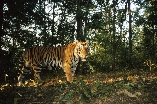 Thông tin mới về vụ hổ tự nhiên xuất hiện ở Vườn quốc gia Phong Nha - Kẻ Bàng - Ảnh 1.