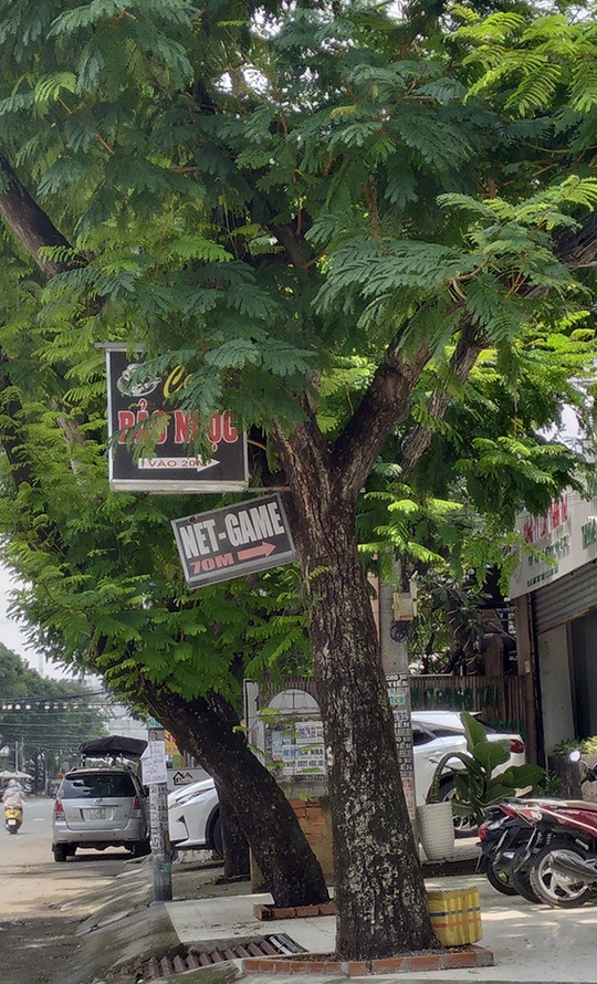 Treo quảng cáo ở cột điện, cây xanh - Ảnh 1.