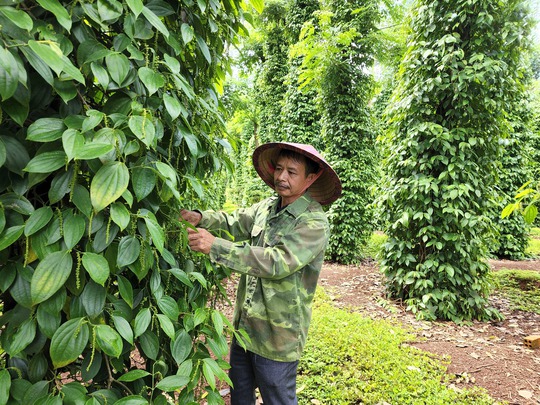 Mặc cho tỉnh chỉ đạo, công ty cà phê chây ì giải quyết chế độ - Ảnh 2.