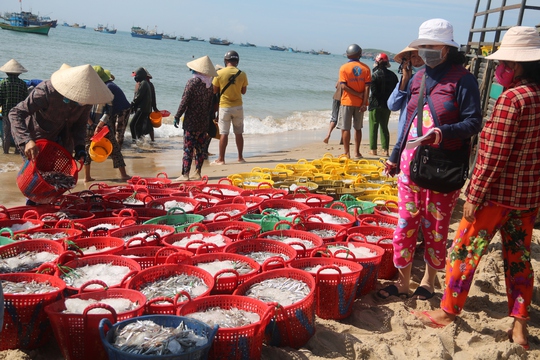 Ngư dân Bình Thuận trúng đậm cá cơm cao điểm vụ nam - Ảnh 2.