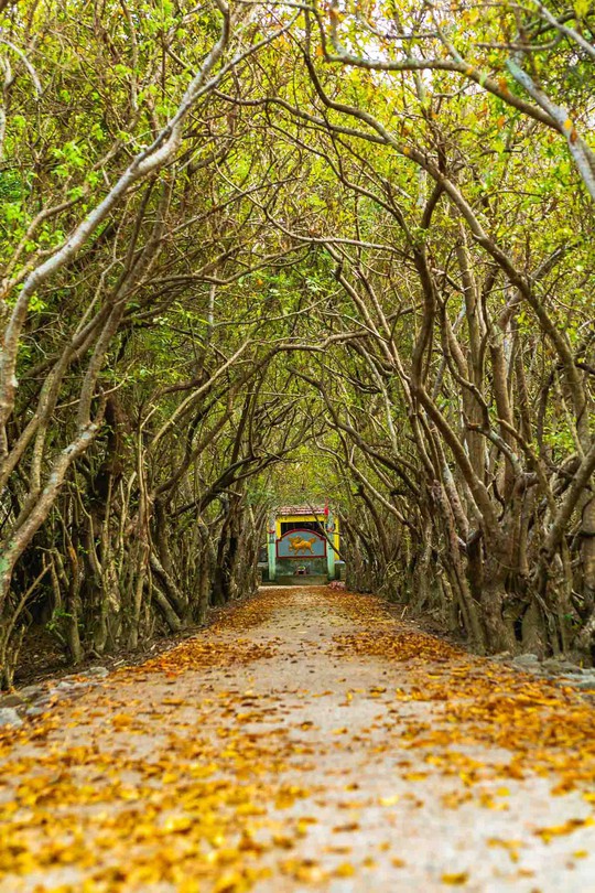 Rú Chá vào thu - Ảnh 4.