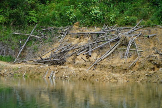 Khởi tố vụ hàng chục ha rừng chết tức tưởi khi thủy điện tích nước - Ảnh 2.