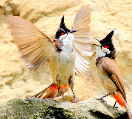 Mang cặp chim quý 19 triệu đồng đi giao dịch, bất ngờ bị “đối tác” cướp - Ảnh 1.