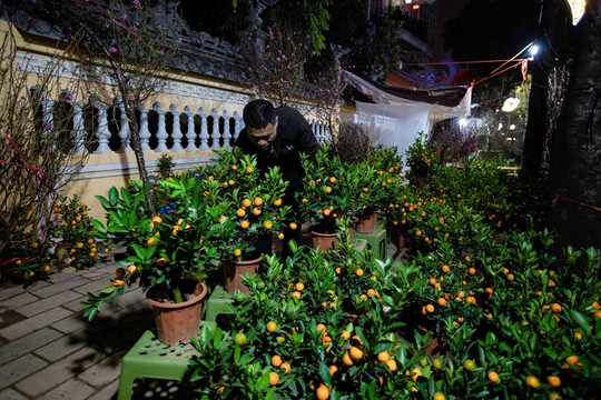 Người dân dựng lều trắng đêm trông đào, quất - Ảnh 7.