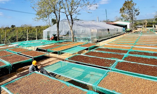 Sản lượng xuất khẩu cà phê của Đắk Lắk cao kỷ lục - Ảnh 1.