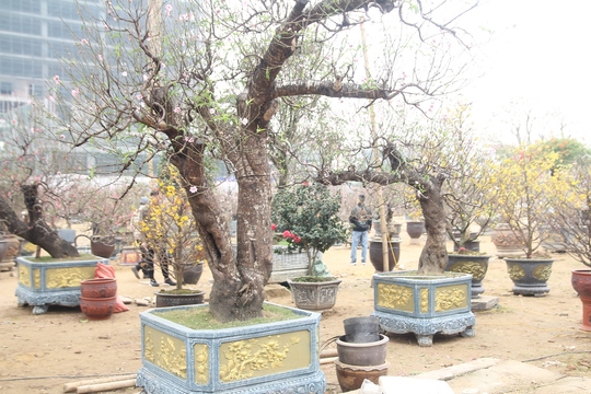 Đào cổ thụ có giá thuê cả trăm triệu đồng hút khách trong dịp tết - Ảnh 4.